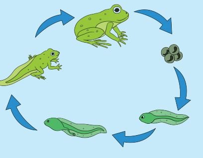katak